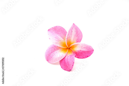 Pink Frangipani flower (plumeria) isolated on white background.