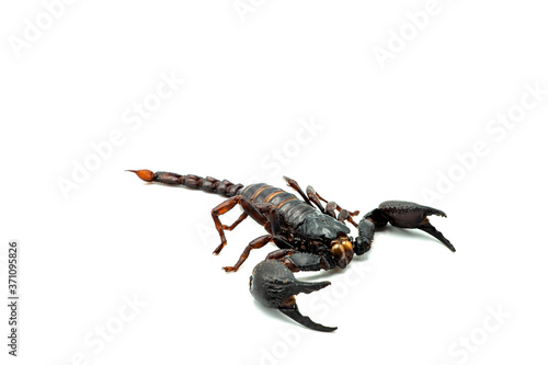 Giant forest scorpions isolated on white background.