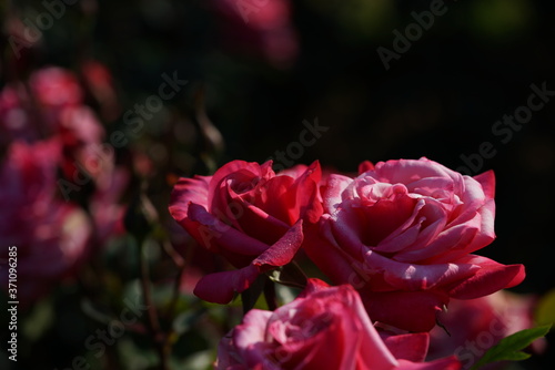 Pink and White Flower of Rose  Grafin Sonja  in Full Bloom 