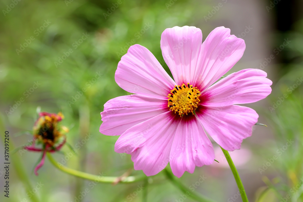 pink cosmos flower with blurred nature background