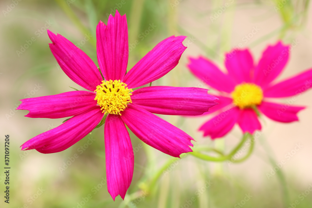 red cosmos flower with blurred nature background red cosmos flower with blurred nature background