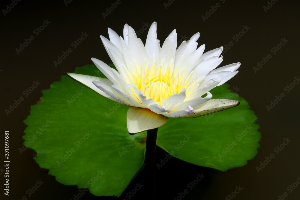 beautiful lotus or water lily flower on black beautiful lotus or water lily flower on black
