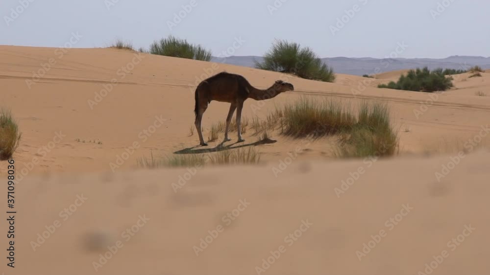 Dromedary eats in desert of Morocco. Slow-motion Panning left to right Dromedary eats in desert of Morocco. Slow-motion Panning left to right