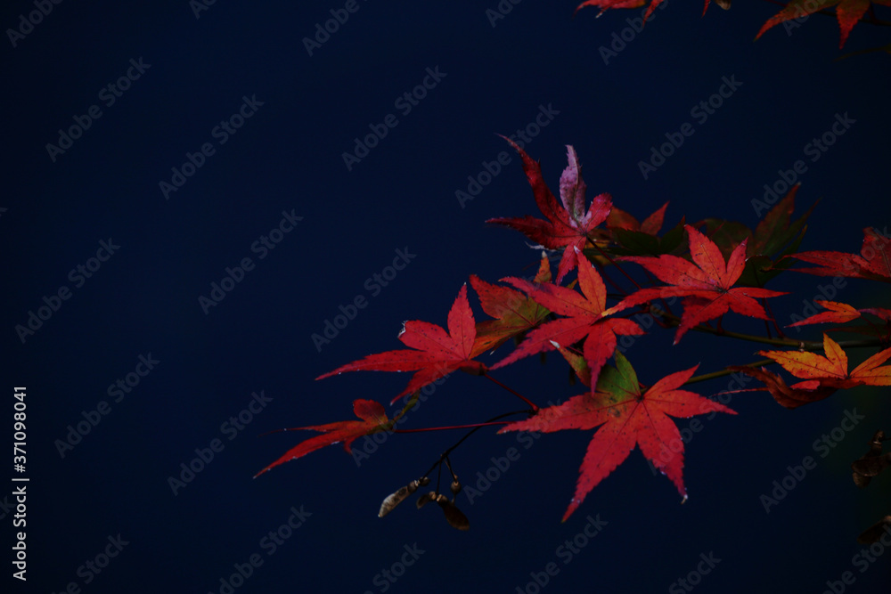 Close-up of autumnal leaves along the river. 川沿いの紅葉のクローズアップ
Close-up of autumnal leaves along the river. 川沿いの紅葉のクローズアップ