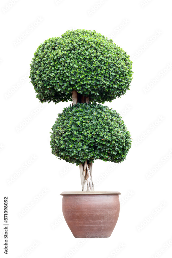 Bonsai tree in pot isolated on white background Bonsai tree in pot isolated on white background