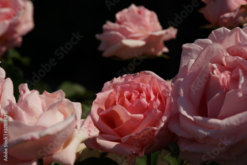 Faint Pink Flower of Rose 'Hamamirai' in Full Bloom

