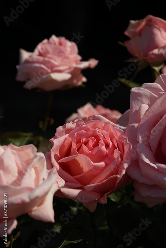Faint Pink Flower of Rose 'Hamamirai' in Full Bloom 