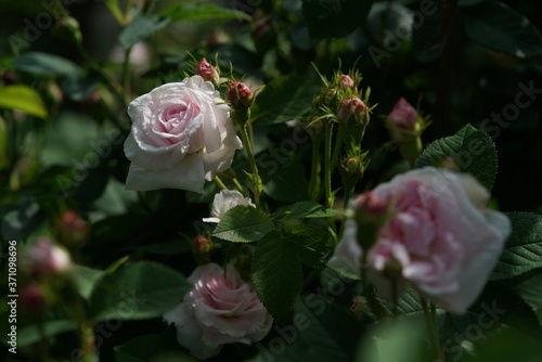 Faint Pink Flower of Rose 'Maiden's Blush' in Full Bloom
