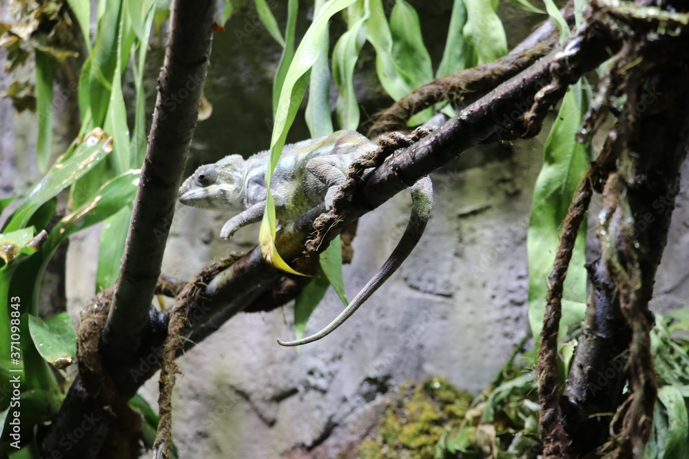 Iguana having a protective color on the branches of a tree Iguana having a protective color on the branches of a tree
