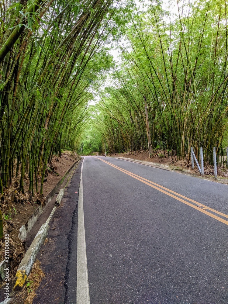 Bambus and road Bambus and road