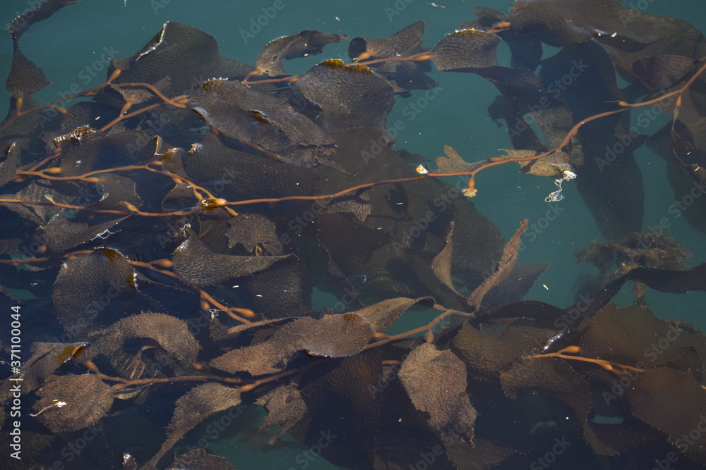 Kelp forest Kelp forest