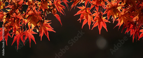 Close-up of autumnal leaves along the river.                                             