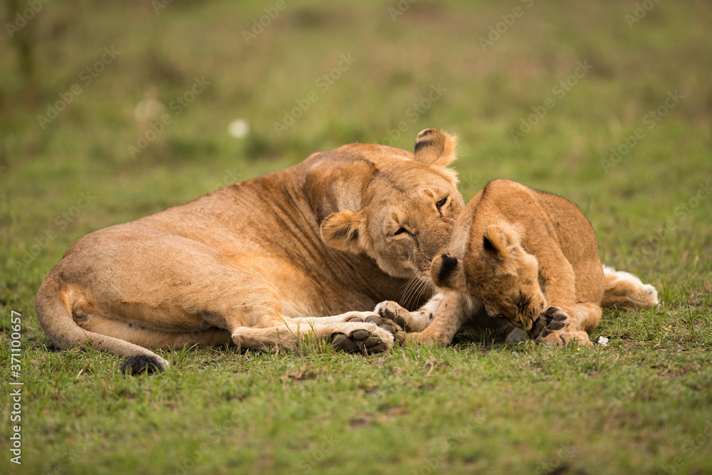 The lion is one of the four big cats and belongs to genus Panthera The lion is one of the four big cats and belongs to genus Panthera