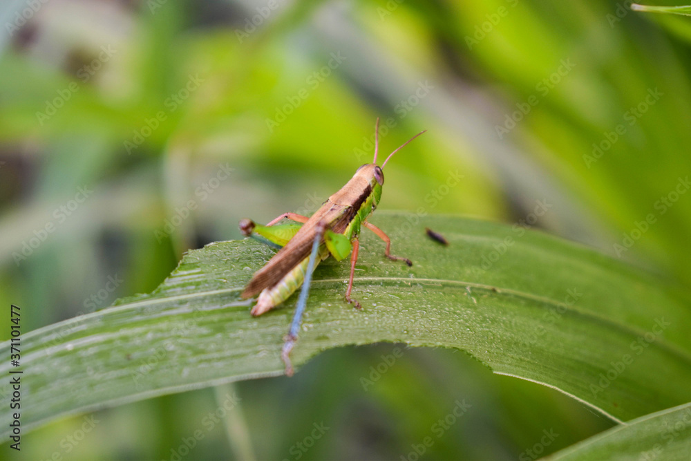 green, grasshopper, insect, nature, background, animal, macro, closeup, bug, wildlife, wild, white, grass, isolated, locust, antenna, one, summer, side, invertebrate, color, cricket, view, plant, pest green, grasshopper, insect, nature, background, animal, macro, closeup, bug, wildlife, wild, white, grass, isolated, locust, antenna, one, summer, side, invertebrate, color, cricket, view, plant, pest