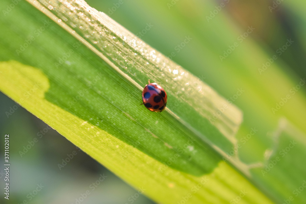 small, ladybug, bug, insect, red, nature, spring, summer, ladybird, animal, beetle, wildlife, isolated, white, black, natural, beauty, background, design, fly, cute, illustration, lady, garden, color, small, ladybug, bug, insect, red, nature, spring, summer, ladybird, animal, beetle, wildlife, isolated, white, black, natural, beauty, background, design, fly, cute, illustration, lady, garden, color,