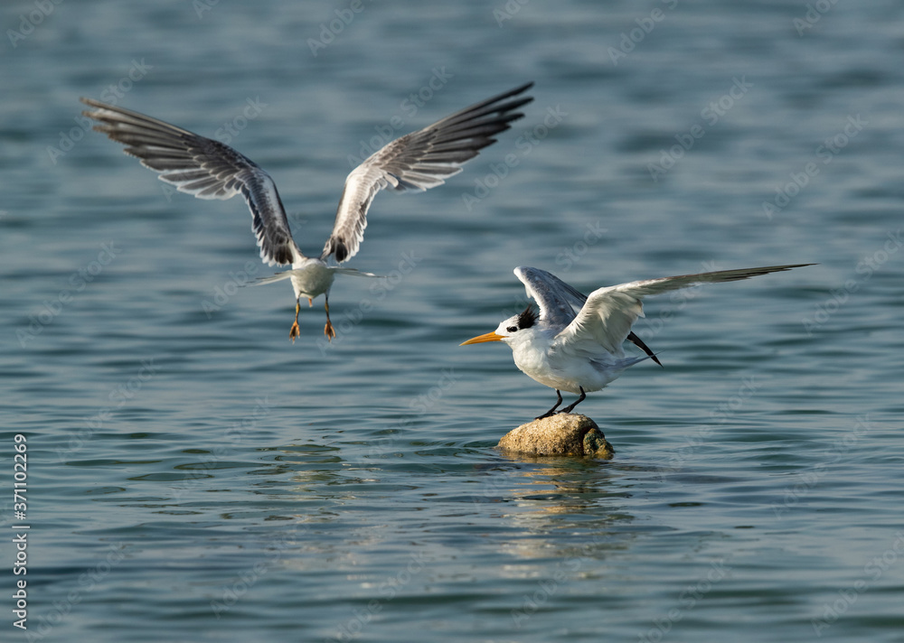 Obraz premium Terns are seabirds in the family Sternidae