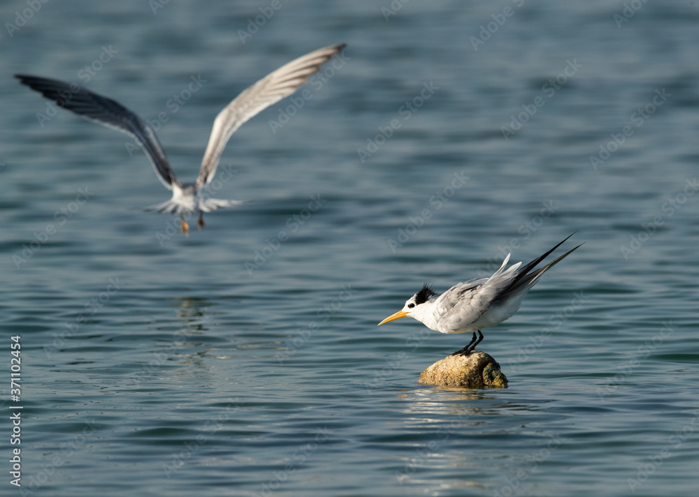 Fototapeta premium Terns are seabirds in the family Sternidae