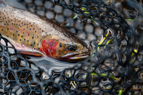 Cuadro en lienzo Greenback Cutthroat