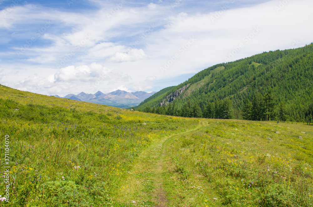 Obraz premium landscape beautiful mountains Altai with meadow grass and flowers 
