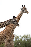 Giraffe is the tallest living terrestrial animal