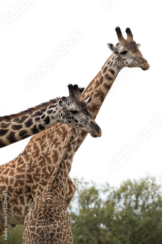 Giraffe is the tallest living terrestrial animal