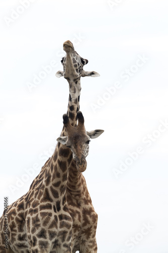 Fototapeta Naklejka Na Ścianę i Meble -  Giraffe is the tallest living terrestrial animal