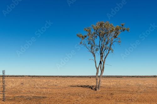 Tablou canvas Lonely trees in outback Queensland arid landscape