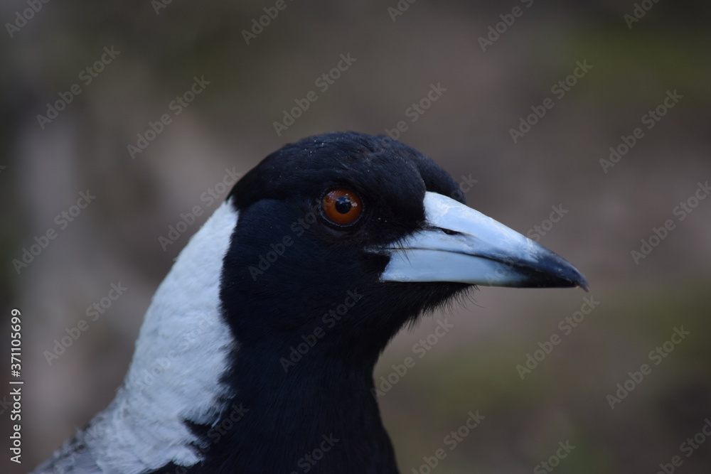magpie magpie