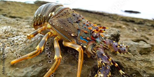 lobster on the rocks inside of beach 