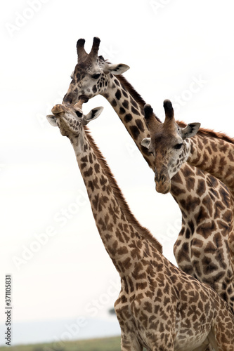 Giraffe is the tallest living terrestrial animal