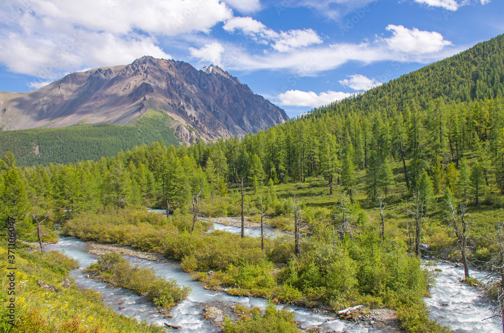 landscape beautiful mountain river among Altai mountains with grassland and flowers