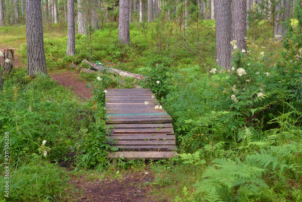 Obraz premium Path in a pine forest.