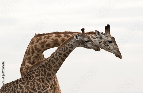 Giraffe is the tallest living terrestrial animal