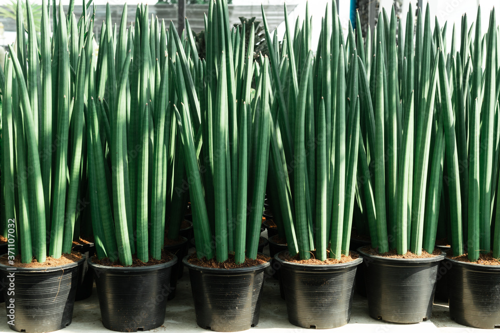 Fototapeta premium Dracaena angolensis, Sansevieria cylindrica, also known as the cylindrical snake plant, African spear or spear sansevieria.