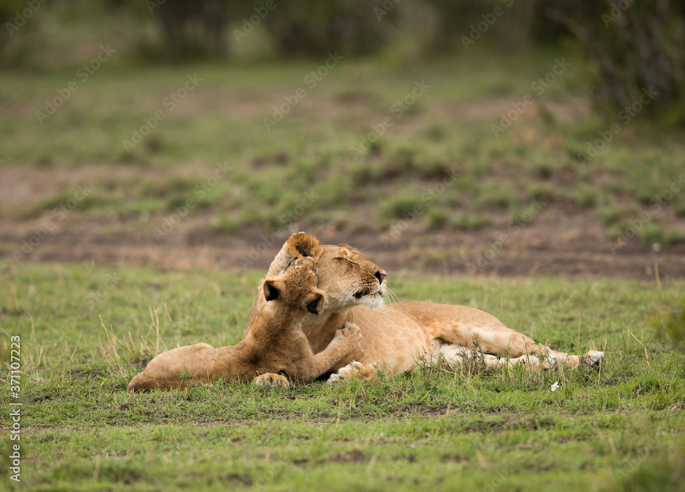 The lion is one of the four big cats and belongs to genus Panthera The lion is one of the four big cats and belongs to genus Panthera