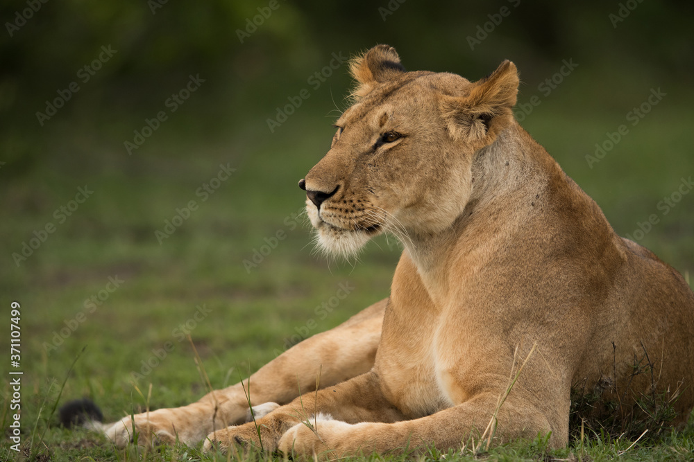 Obraz premium The lion is one of the four big cats and belongs to genus Panthera