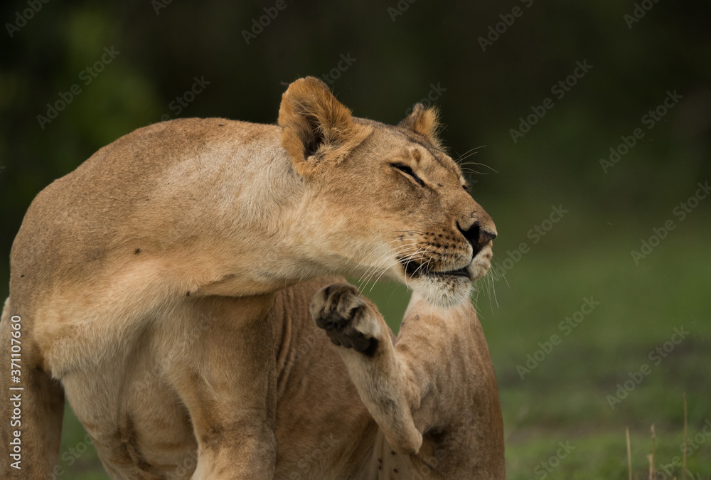 Naklejka premium The lion is one of the four big cats and belongs to genus Panthera