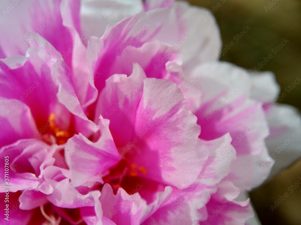 Naklejka premium Portulaca flower with a natural background