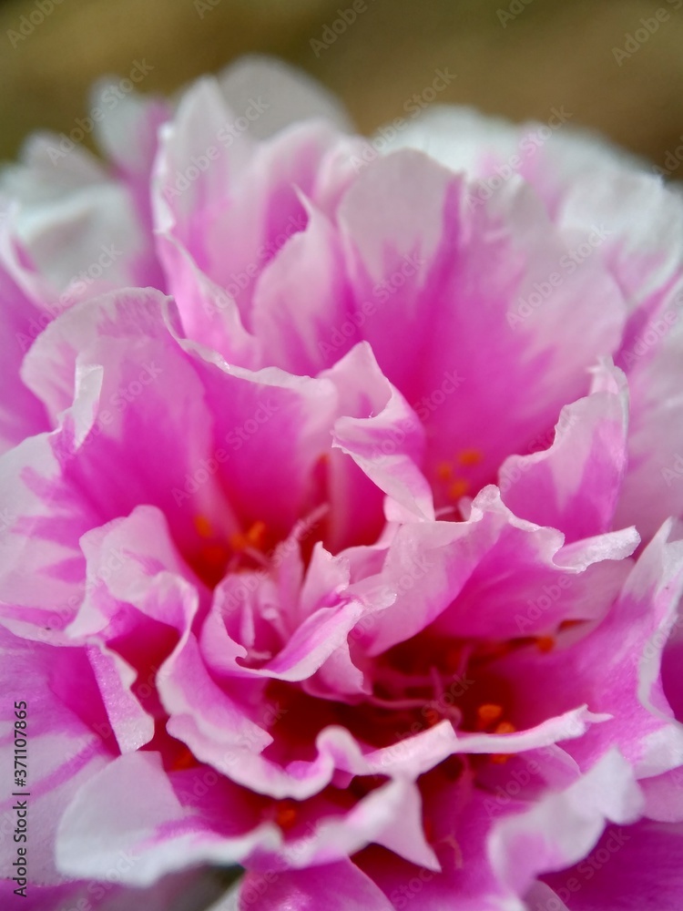 Portulaca flower with a natural background