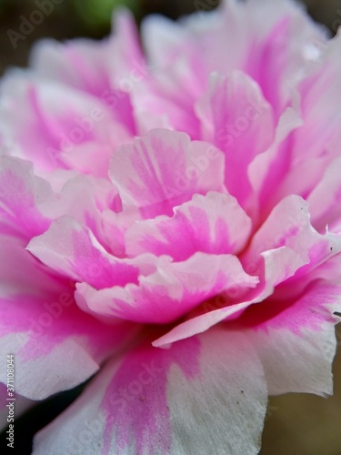 Portulaca flower with a natural background photo