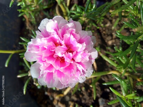 Portulaca flower with a natural background photo