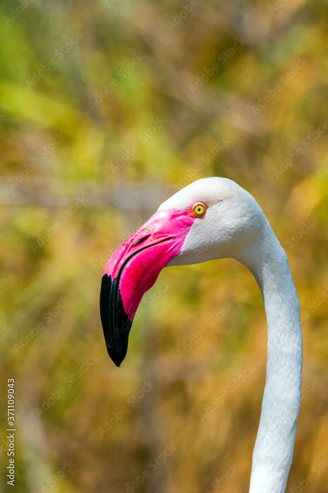 Fototapeta premium Greater flamingo