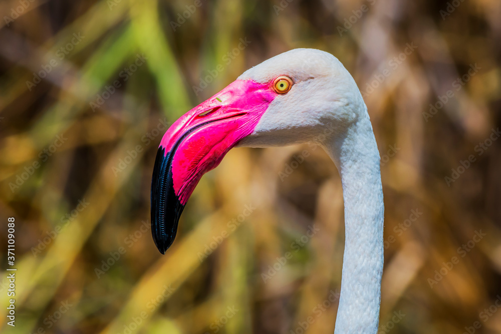Fototapeta premium Greater flamingo
