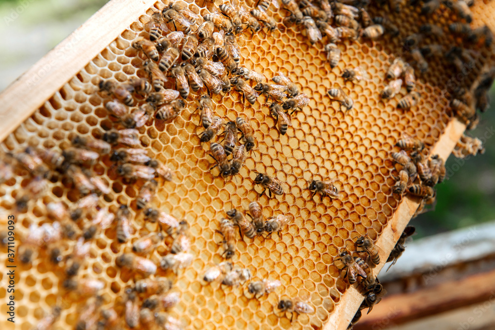 Beehive open for inspection by the beekeeper Beehive open for inspection by the beekeeper