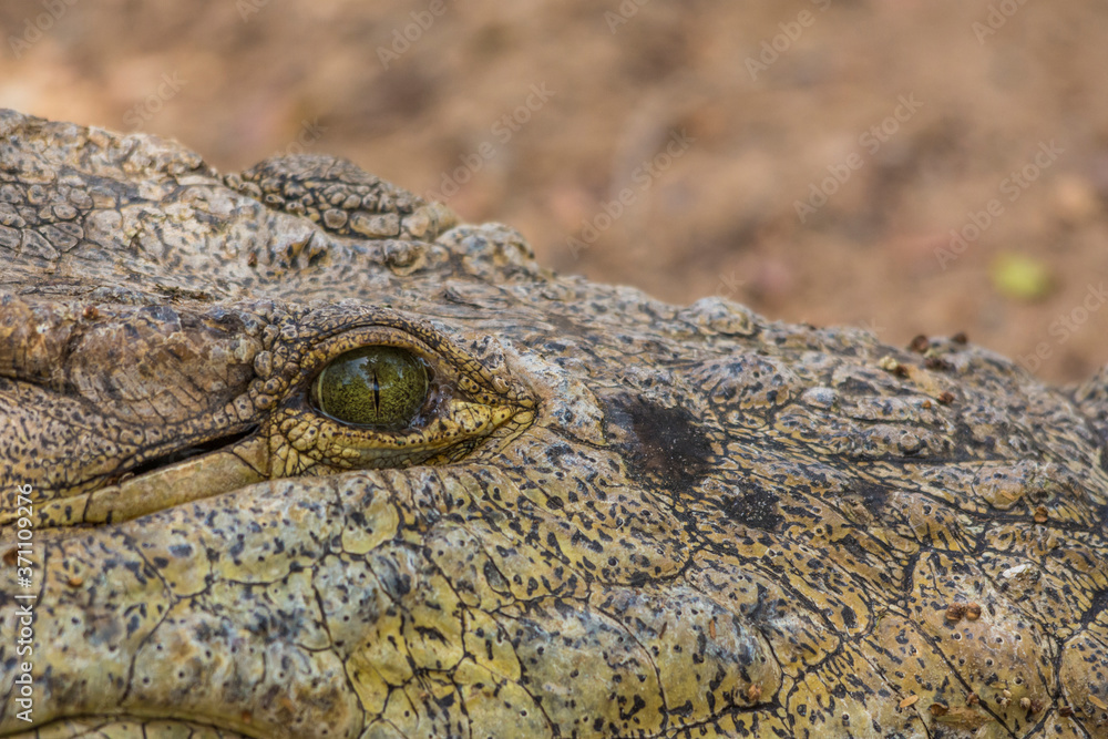 Crocodile Crocodile