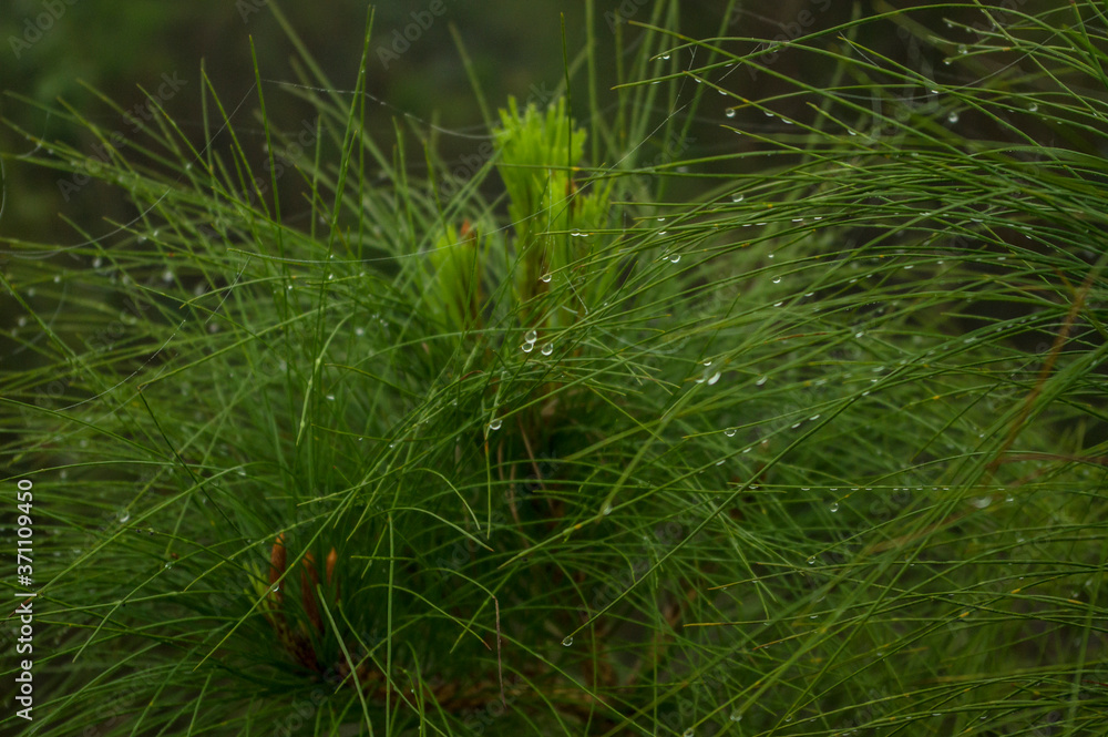 Leaves with morning dew for background image