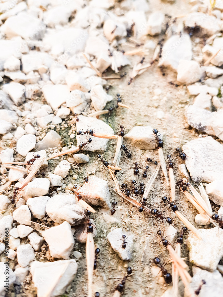 ants workers working delivering things to their nest through a road ants workers working delivering things to their nest through a road