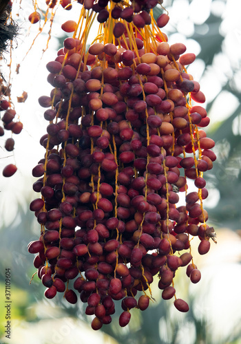 Dates are fruits that have been a staple food of the Middle East for thousands of years photo