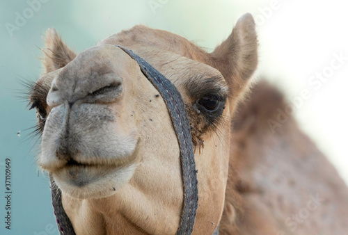 Camels are domesticated, they provide milk and meat also called as ship of the desert