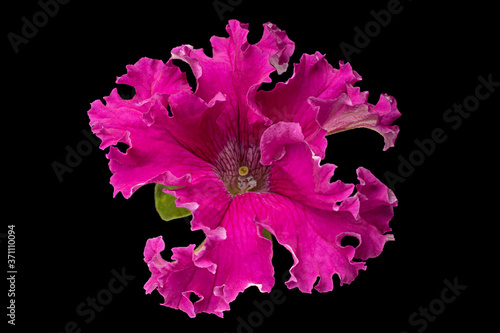 Fototapeta Naklejka Na Ścianę i Meble -  Petunia flower head closeup